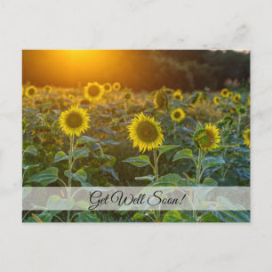 Sonnenuntergang beim Sonnenblumenfeld Gute Besseru Postkarte