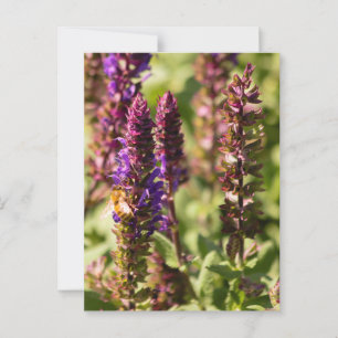 Sonnenuntergang-Blume Postkarte