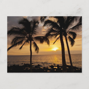 Sonnenuntergang der Palme Postkarte