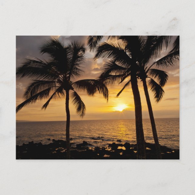 Sonnenuntergang der Palme Postkarte (Vorderseite)