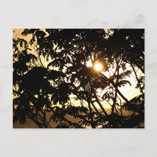 Sonnenuntergang durch Bäume I Tropische Fotografie Postkarte (Vorderseite)