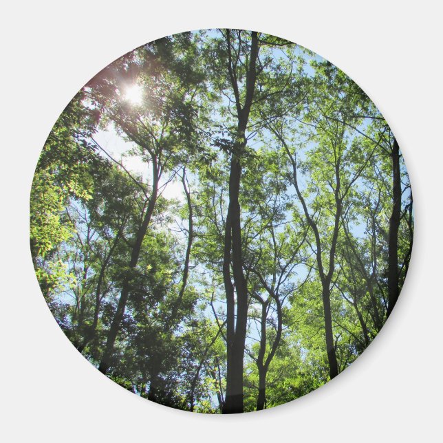 Sonnenuntergang durch das Baummagazin Magnet (Vorne)