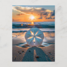 Sonnenuntergang durch den Sand-Dollar