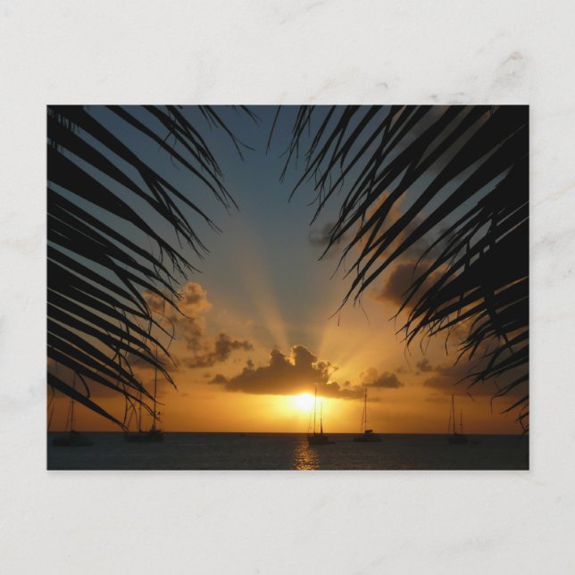Sonnenuntergang durch die tropische Küste der Palm Postkarte (Vorderseite)
