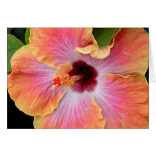 Sonnenuntergang-Hibiskus