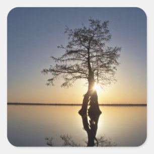 Sonnenuntergang hinter einem Baum Quadratischer Aufkleber