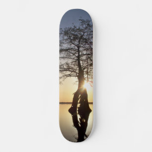 Sonnenuntergang hinter einem Baum Skateboard