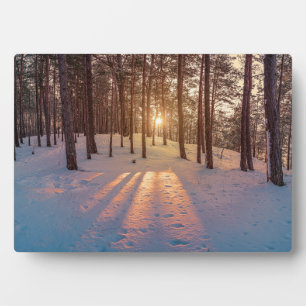 Sonnenuntergang im schneebedeckten Kiefernwald Fotoplatte