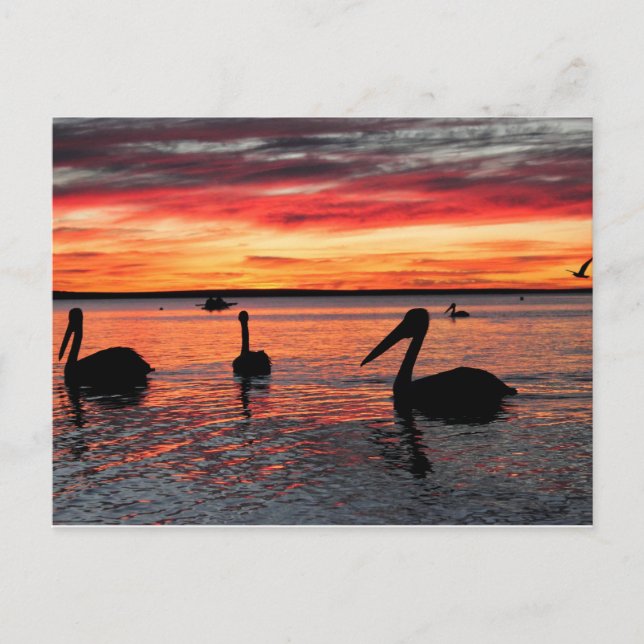 Sonnenuntergang in der Monkey Mia Postkarte (Vorderseite)