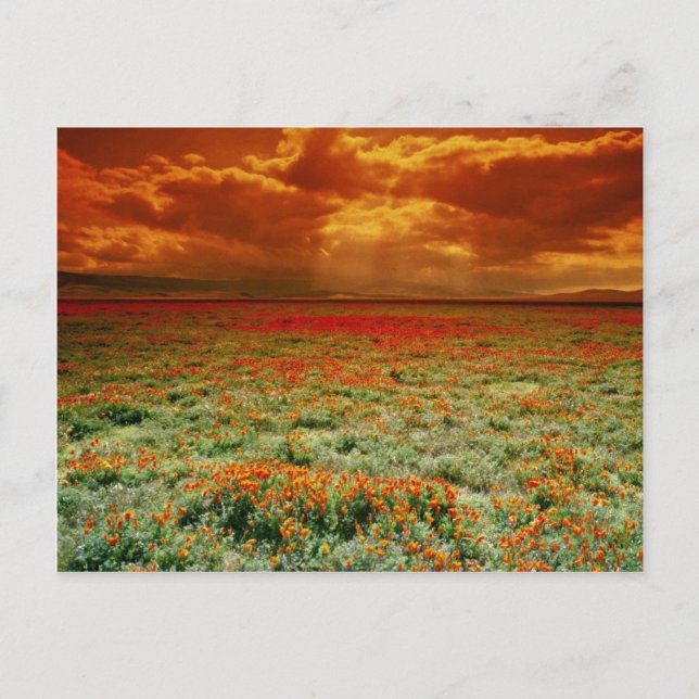 Sonnenuntergang in der Wüste auf einem Feld von Ka Postkarte (Vorderseite)