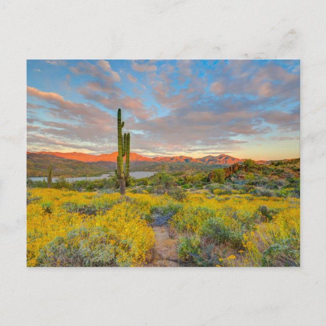 Sonnenuntergang in der Wüstenlandschaft Postkarte (Vorderseite)