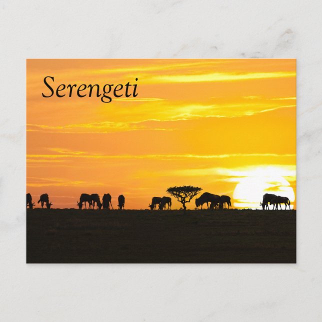 Sonnenuntergang in Serengeti Postkarte (Vorderseite)
