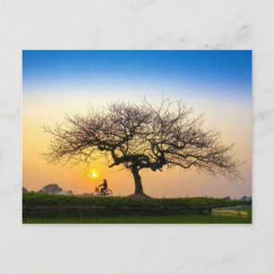 Sonnenuntergang mit dem Fahrrad unter dem Baum Postkarte