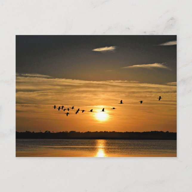 Sonnenuntergang mit Herons, die über den Himmel fl Postkarte (Vorderseite)