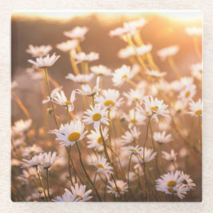Sonnenuntergang-Ochsenauge-Gänseblümchen Glasuntersetzer