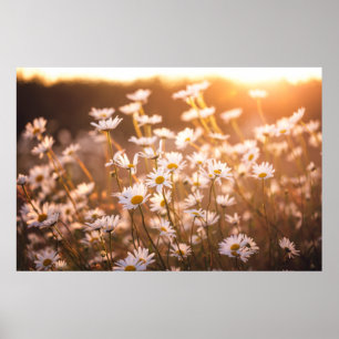 Sonnenuntergang-Ochsenauge-Gänseblümchen Poster
