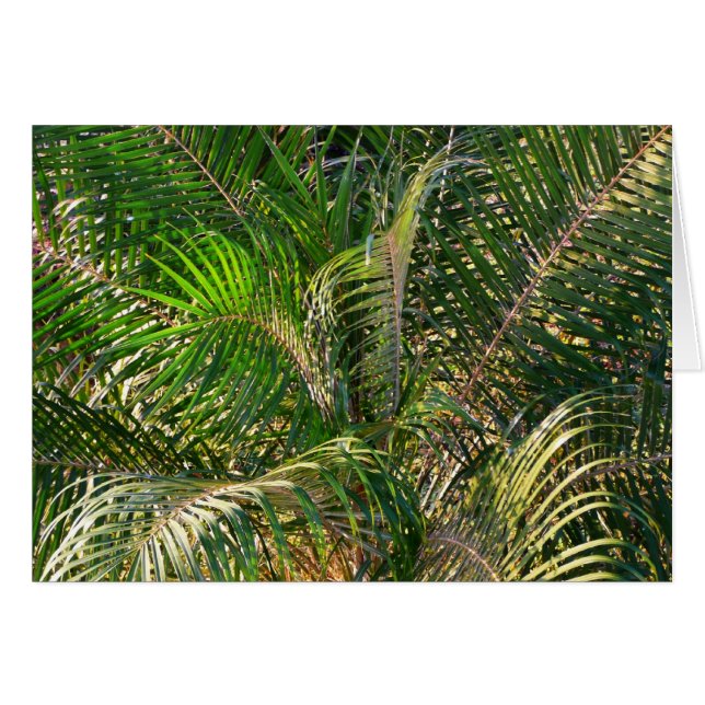 Sonnenuntergang Palm Fronds Tropical (Vorderseite (Horizontal))