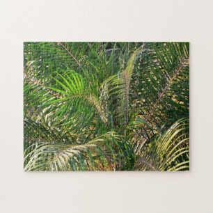Sonnenuntergang Palm Fronds Tropical