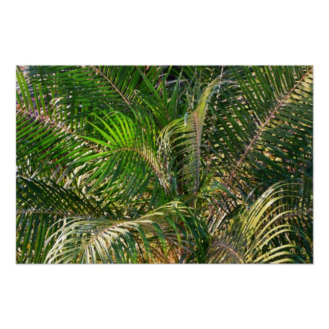 Sonnenuntergang Palm Fronds Tropical Poster (Vorderseite)