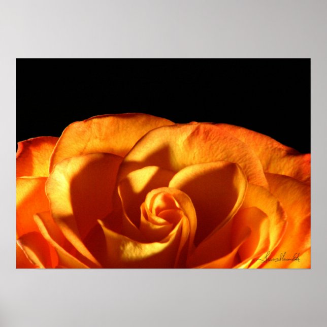 Sonnenuntergang Rose Poster (Vorne)