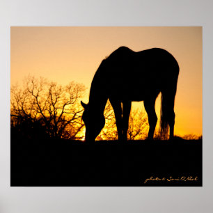 Sonnenuntergang Silhouette Poster