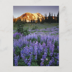 Sonnenuntergang über dem Mt. Adams und einer subal Postkarte