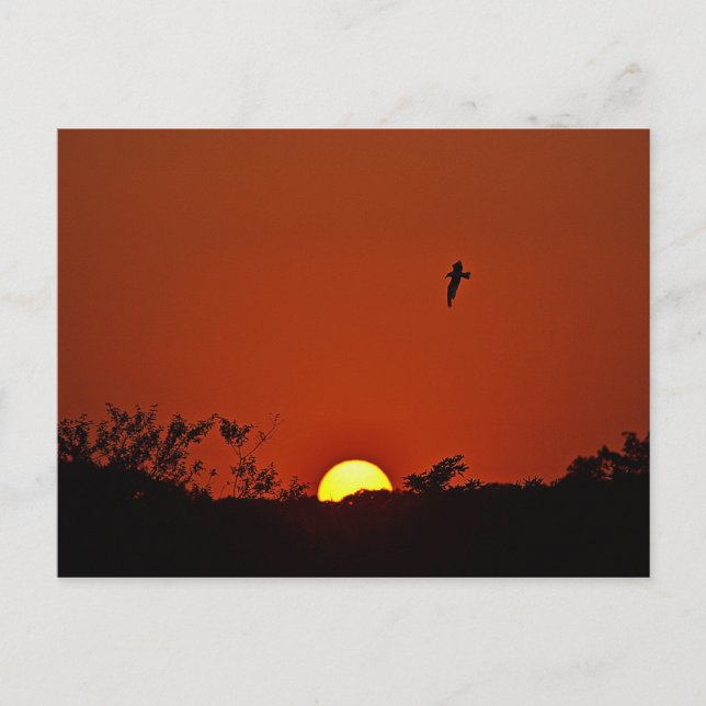 Sonnenuntergang über dem Sumpf Postkarte (Vorderseite)