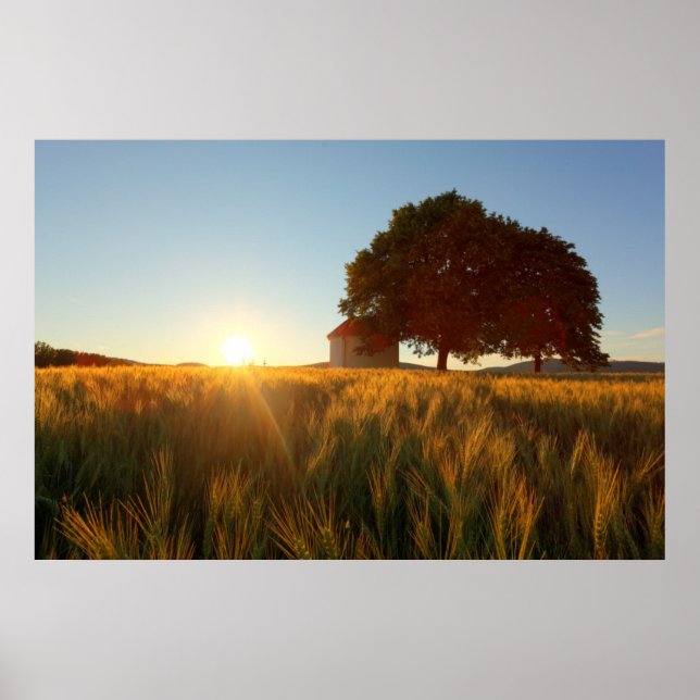 Sonnenuntergang über dem Weizenfeld Poster (Vorne)