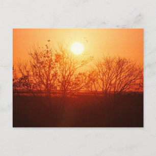 Sonnenuntergang über der Bayou Postkarte