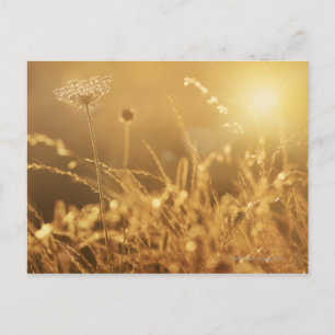Sonnenuntergang über Sommerwiese mit Linsenfleck Postkarte