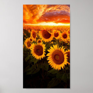 Sonnenuntergang über Sonnenblumen Poster