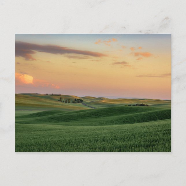 Sonnenuntergang über Weizenfeldern | Washingtoner  Postkarte (Vorderseite)