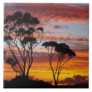 Sonnenuntergang und Gummibaum, Binalong Bay, Bay o Fliese