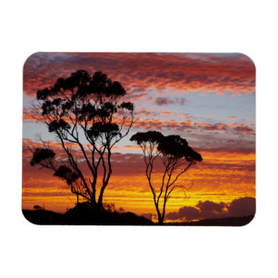 Sonnenuntergang und Gummibaum, Binalong Bay, Bay o Magnet