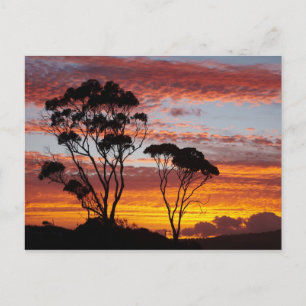 Sonnenuntergang und Gummibaum, Binalong Bay, Bay o Postkarte