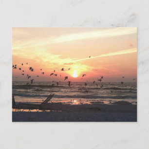 Sonnenuntergang und Möwen auf dem Strand Postkarte