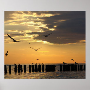 Sonnenuntergang-Vogel-Florida-Druck Poster