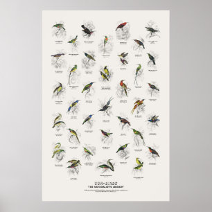 Sonnenvögel - Naturalist's Library Poster