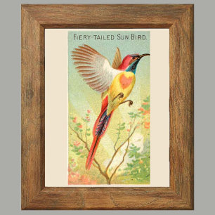 Sonnenvogel, Set von 6 Vogelgalerie-Wandbildern, 2 Poster