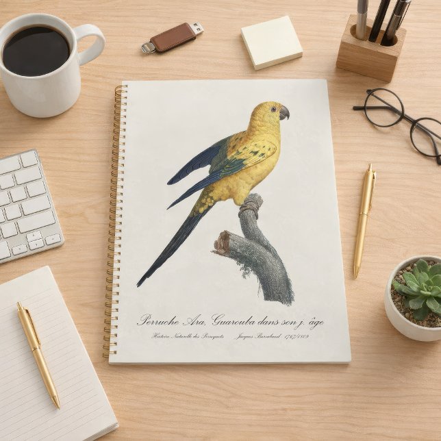 Sonnenzügelara oder Sonnensittich Aratinga solstit Planer (Young Sun Parakeet or Conure Aratinga solstitialis. Planner)