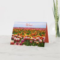 Sonnig, Tulpen, Blume, bunt, Ostern