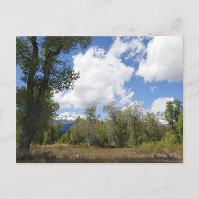 Sonnige Aussicht auf den Grand Teton Postkarte (Vorderseite)