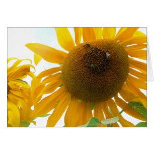 Sonnige Bienen