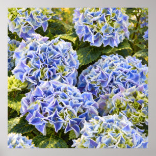 Sonnige blaue Hortensien-Cluster in einem üppigen Poster