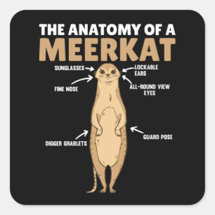 Sonnige Erklärung der Anatomie eines Meerkats Quadratischer Aufkleber