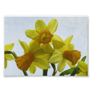 Sonnige gelbe Narzissen-Blumen Fotodruck