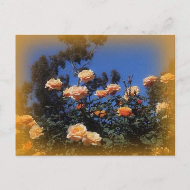 Sonnige Gelbe Rose Postkarte (Vorderseite)