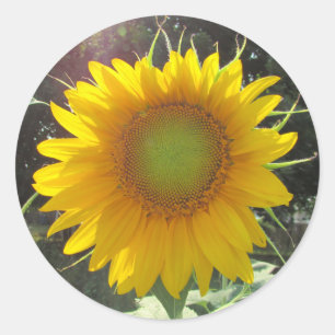 Sonnige gelbe Sonnenblume Runder Aufkleber