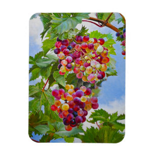 Sonnige Grapevine - Farbenfrohe Trauben Magnet