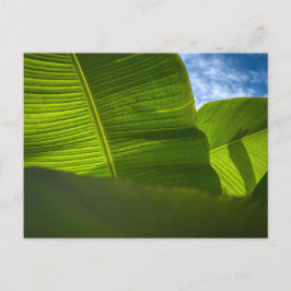 Sonnige grüne Bananenblätter mit dramatischen Scha Postkarte